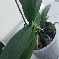 орхидея, снимка 2 - Стайни растения - 44499040