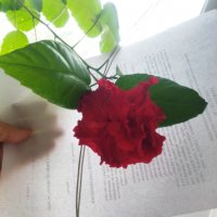 Китайска роза цвят червен пълен кичест , снимка 9 - Стайни растения - 39052746