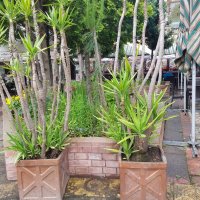 Продавам палма Юка / Yucca, 30 годишна, 2.7 м. височина, 2 броя., снимка 2 - Градински цветя и растения - 41244639