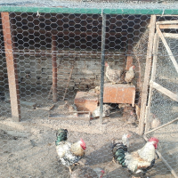 яйца от катунски кокошки, снимка 3 - Кокошки и пуйки - 44581979