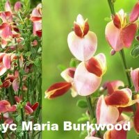 Цитизус - Налични 5 цвята , снимка 4 - Градински цветя и растения - 40810443