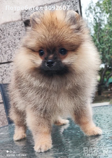 Померан момче , снимка 1