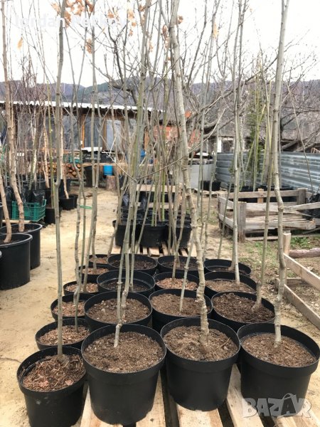 Американски червен дъб, снимка 1