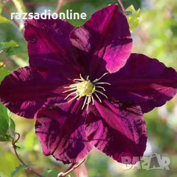 Клематис 'Warszawska Nike', снимка 1