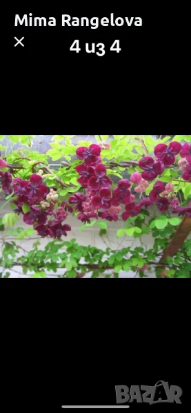 Акебия, снимка 1