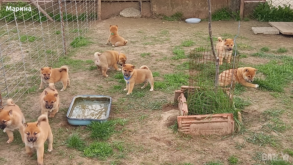 Шиба ину мъжки и женски кученца, снимка 1