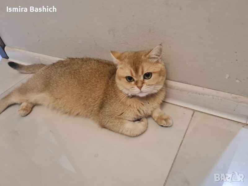 Британска златна, снимка 1