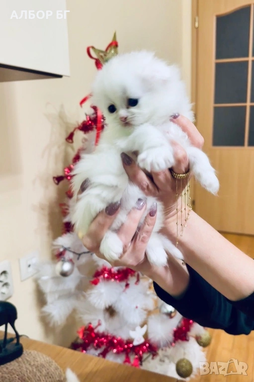 Шотландски котета, снимка 1