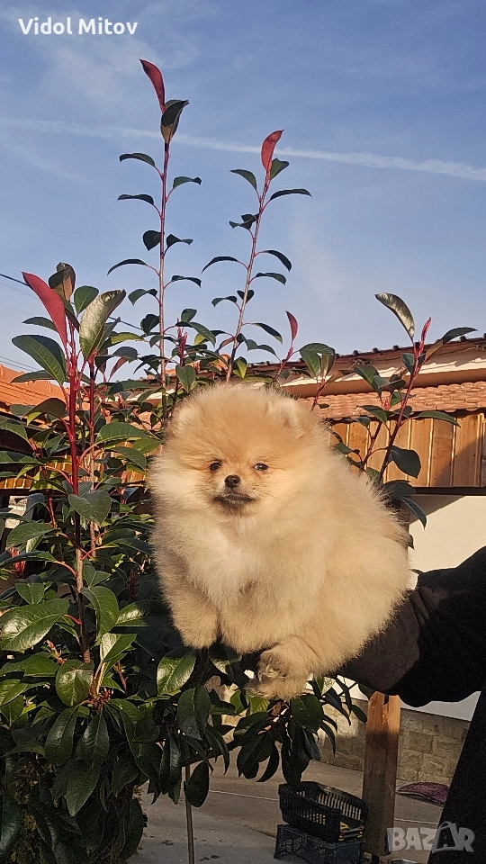 Мини Померан момиче , снимка 1