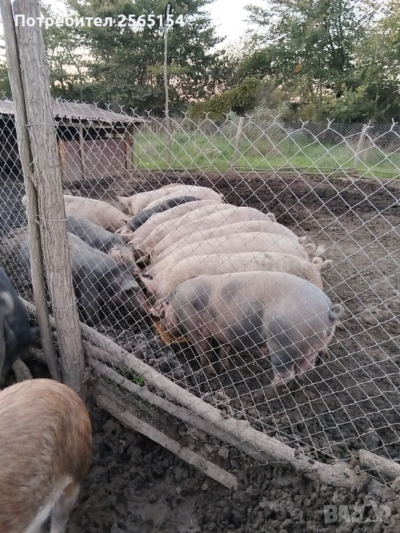 Прасета продавам, снимка 1
