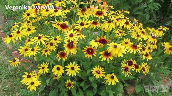 Рудбекия, снимка 1