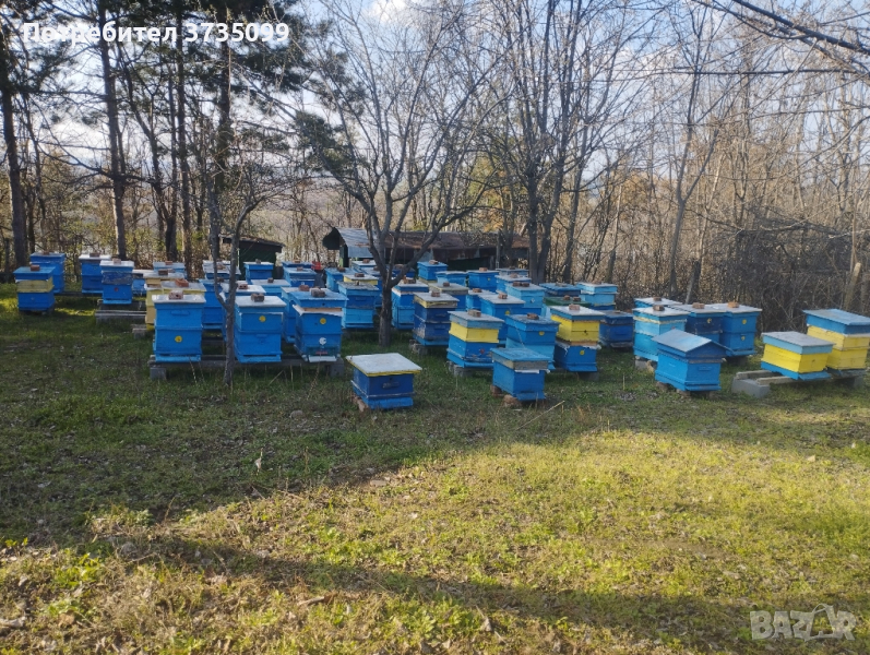Миналогодишни многокорпусни пчелни отводки, снимка 1