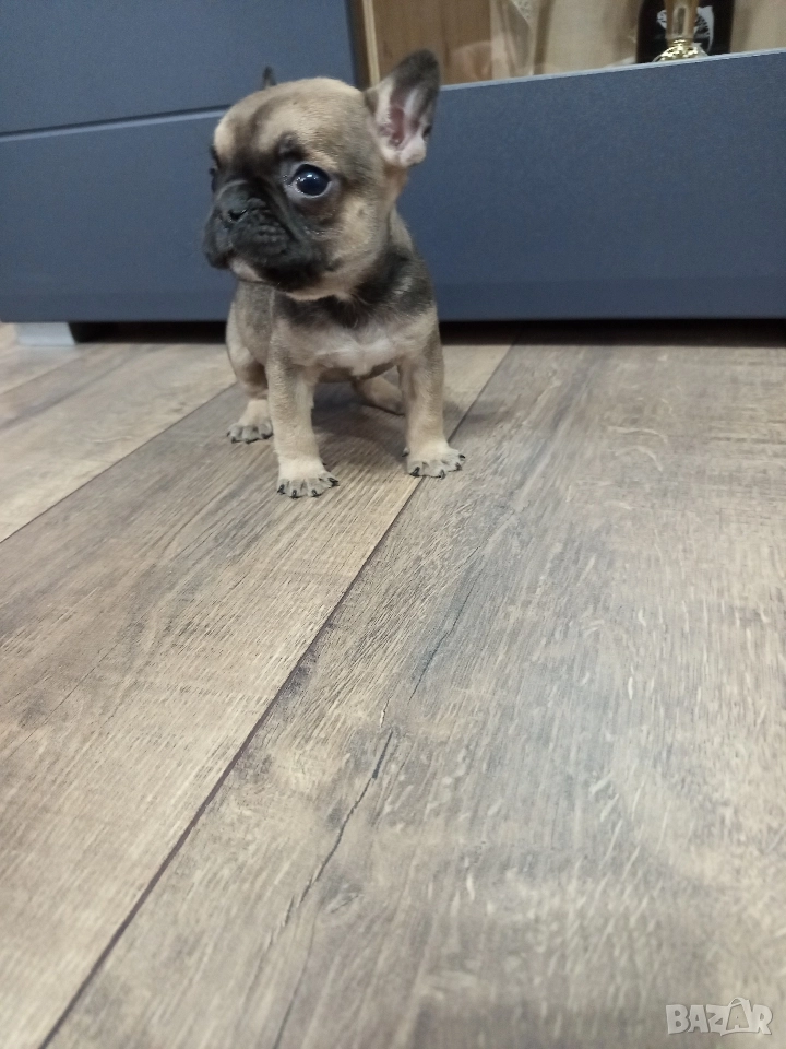 френски булдог , снимка 1