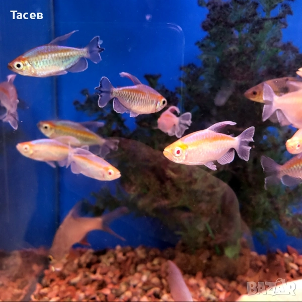 Конго тетра 5-6см, снимка 1