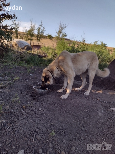 женска на 2 години, снимка 1