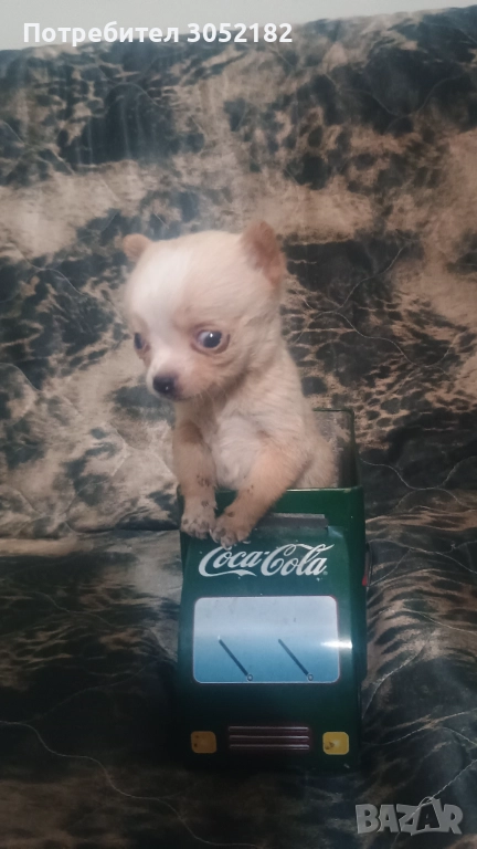 Свободно момче чихуахуа , снимка 1