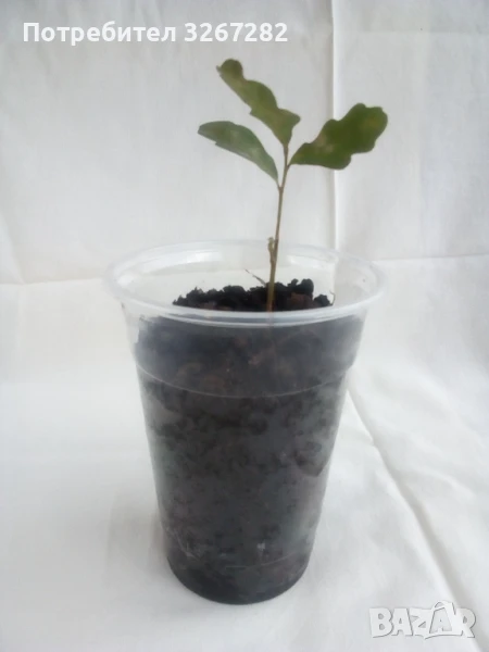 Дъб,Летен,Querca Robur,Разсад, снимка 1