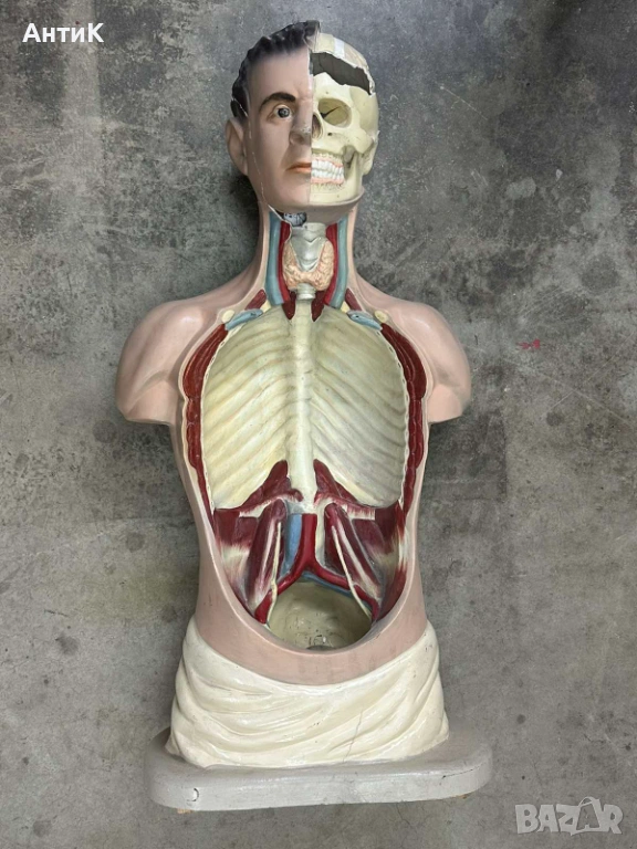 Соц Учебен Модел на Човешко Тяло Торс, снимка 1