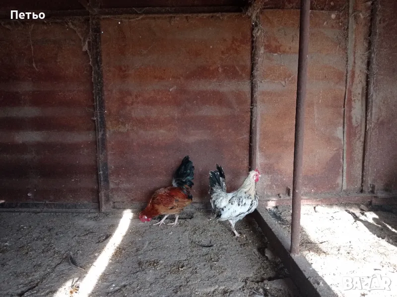 Декоративно петле(джинка) и чифт., снимка 1