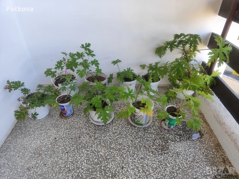 Индрише бълг.сорт, снимка 1