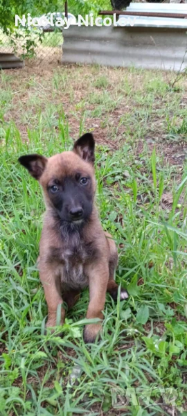 Белгийска овчарка, снимка 1