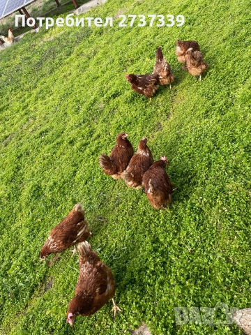 Кокошки ломан браун носачки, снимка 2 - Кокошки и пуйки - 53815147