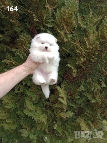 Мъжки бял Померан. Реални снимки от 28.02.26 г. , снимка 5 - Померан - 53666328