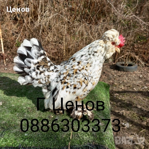 Чифтове струмски бантам, снимка 5 - други­ - 49315454