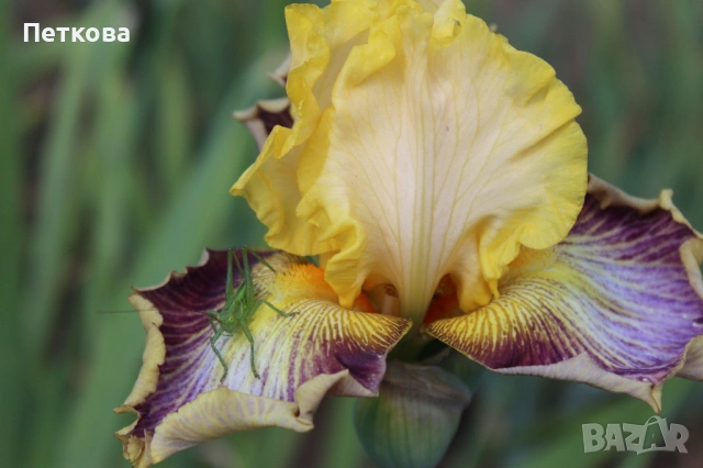 Сортови ириси , снимка 2 - Градински цветя и растения - 53399502