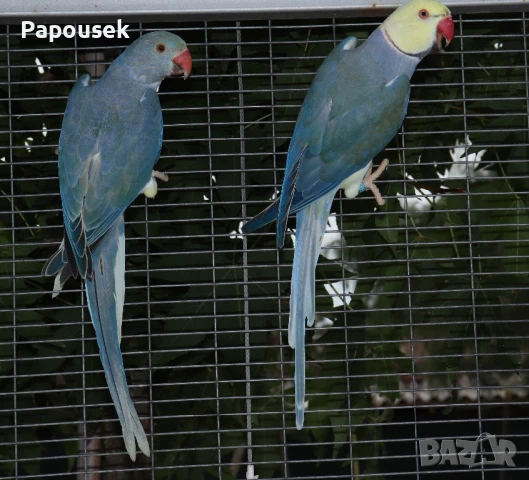 Малки Александри , снимка 8 - Папагали - 50581373