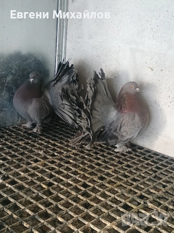 Фенерлии , снимка 12 - Гълъби - 53045490