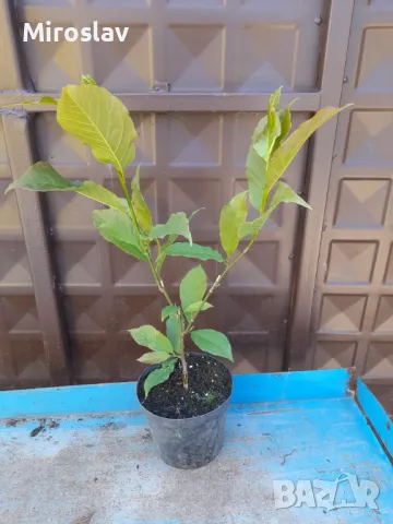 Магнолия(Златна мечта), снимка 11 - Градински цветя и растения - 40587674