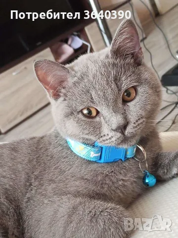 Шотланско коте въспитано , снимка 2 - За котки - 56110034