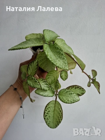 Еписция, monstera monkey, снимка 2 - Стайни растения - 53592003