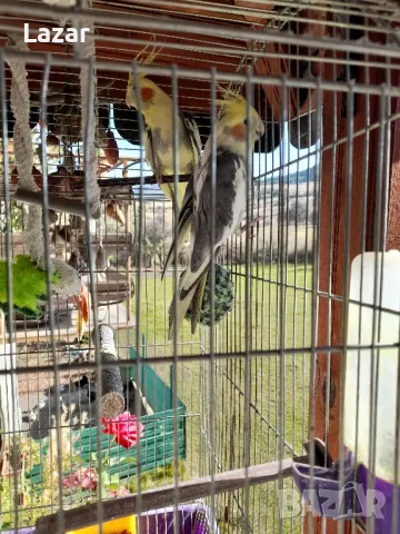 Продавам Корели, снимка 5 - Папагали - 48331873