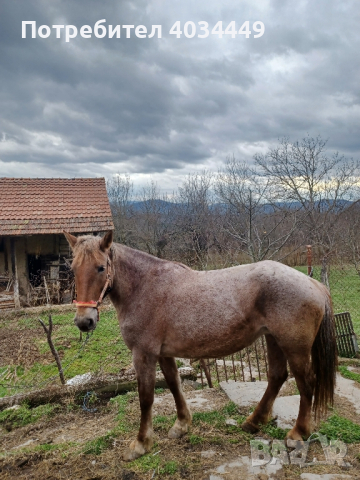 Кон, български тежковоз , снимка 2 - Коне - 44821949