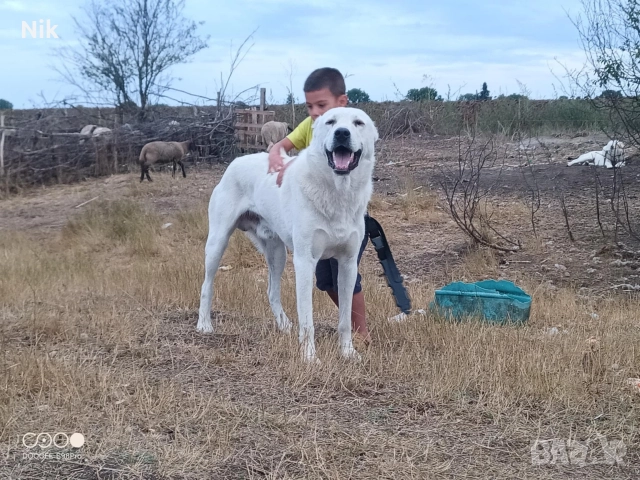 Алабайчета САО, снимка 7 - Алабай - 52978034
