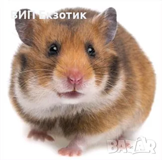 ПРОДАВА ХАМСТЕРИ И МИШКИ, снимка 2 - Хамстери - 56071271