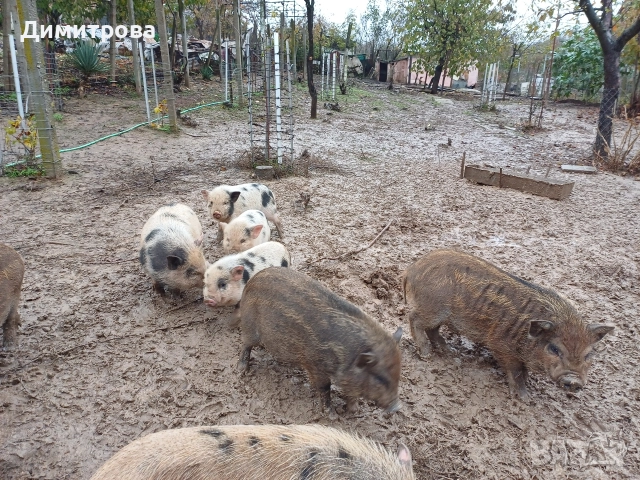 Виетнамски прасета, снимка 13 - Прасета - 50229372