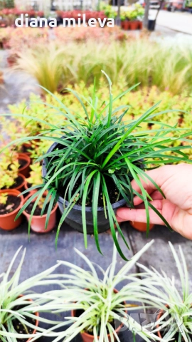 Промо пакет от 6 бр Декоративни треви, снимка 10 - Градински цветя и растения - 52101684