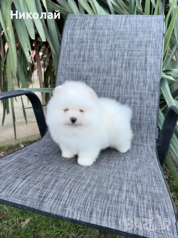 Померан мини момче. Померанче, снимка 4 - Померан - 52930868
