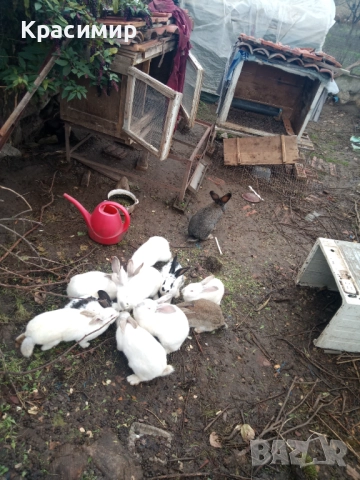 Бели зайци , снимка 2 - Декоративни зайчета - 48441669