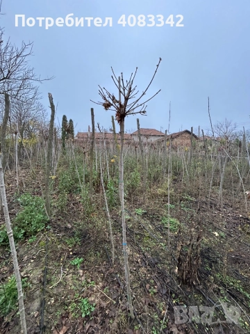 Кълбовиден Явор, снимка 5 - Градински цветя и растения - 52638133