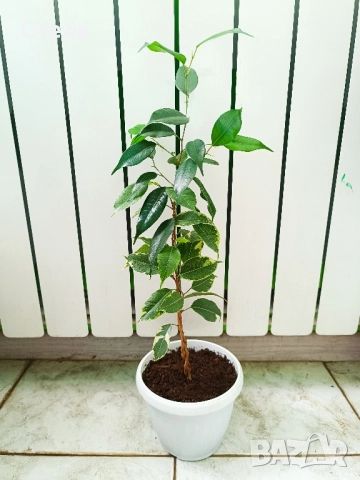 бял Бенджамин, Бегония , Хлорофитум , снимка 9 - Стайни растения - 46143435