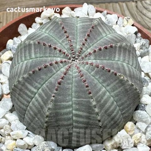 Euphorbia obesa, снимка 3 - Стайни растения - 48013110