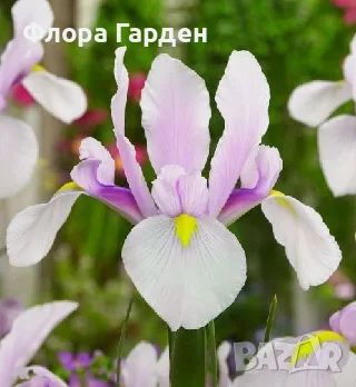 ЛУКОВИЦИ Амарилис, Анемоне, Ирис, Ранункулус, Минзухар, снимка 8 - Сортови семена и луковици - 56018945