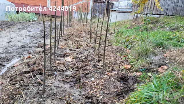 Фиданки Пауловния, снимка 6 - Стайни растения - 47609525