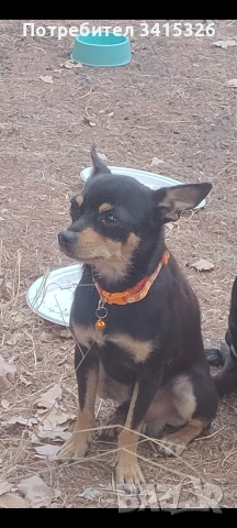 пинчер за разплод , снимка 2 - Търси партньор - 52822670