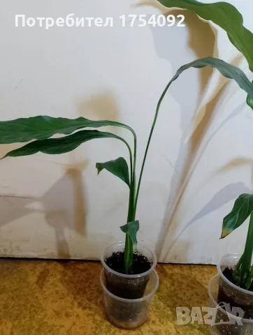 Spathiphyllum Sebastian , снимка 2 - Стайни растения - 55887119