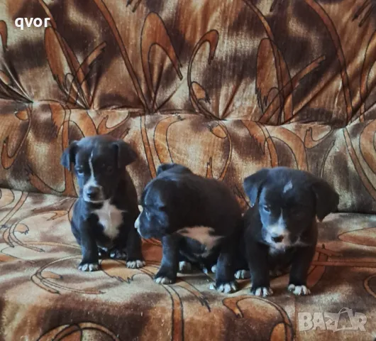 Продавам черни лабрадори, снимка 6 - Лабрадор ретривър - 48460923